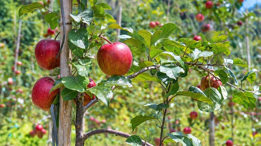 Bhratang Apple Orchards